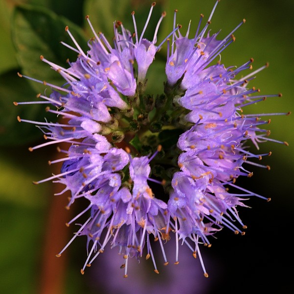 微距-花IMG_3787.JPG
