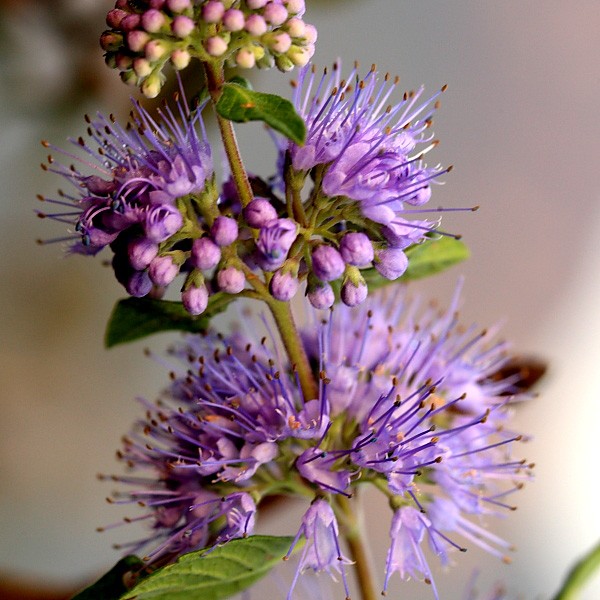 微距-花IMG_3791.JPG