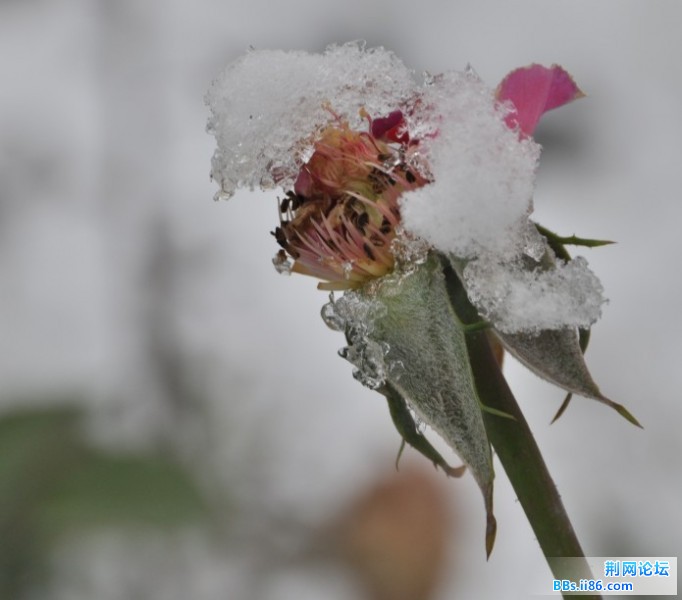 初雪13.jpg