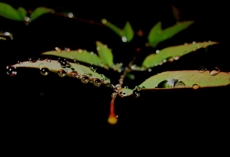 雨后的南天竺1.jpg