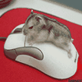 201.gif