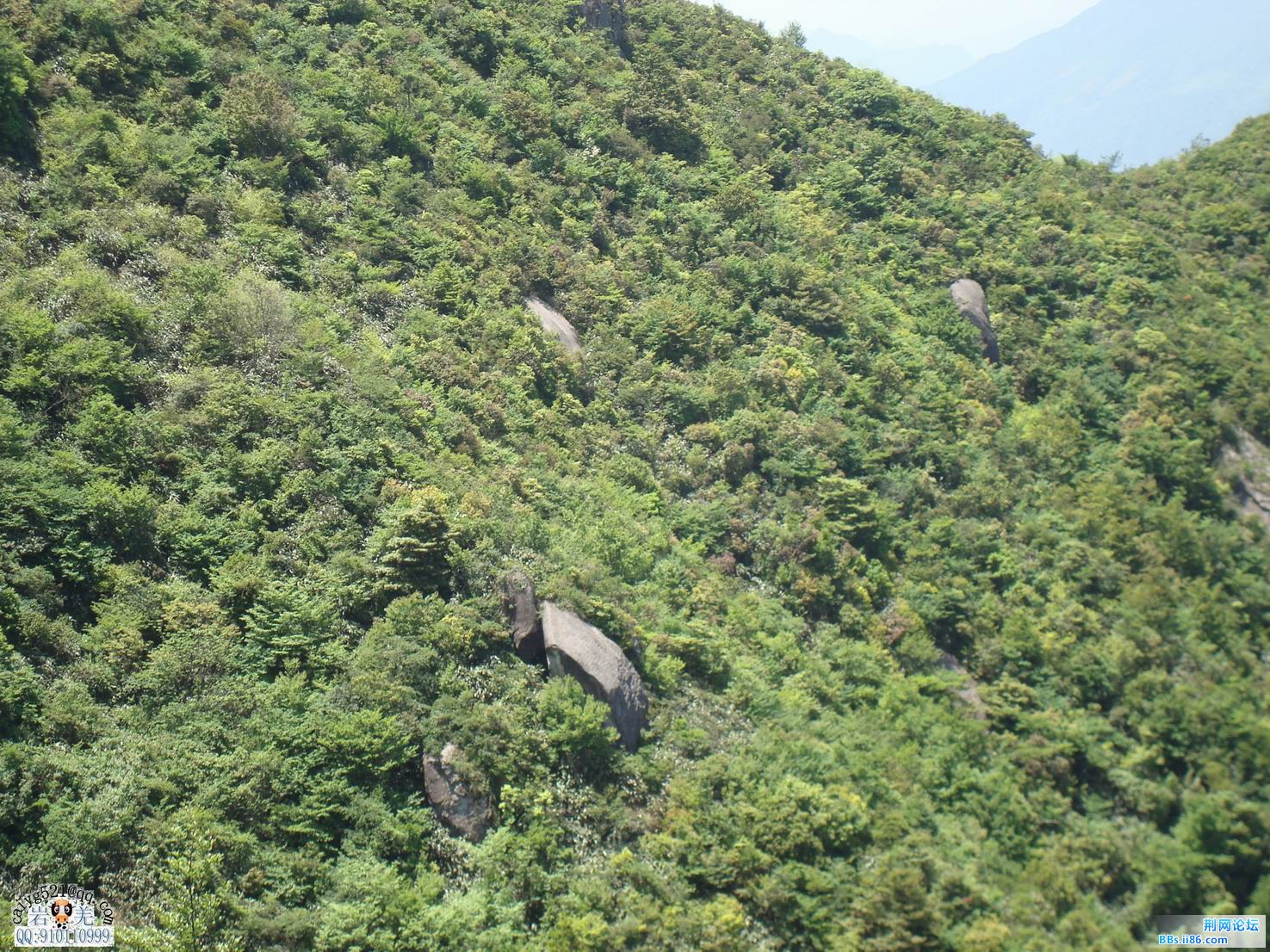 山上的野生甲鱼