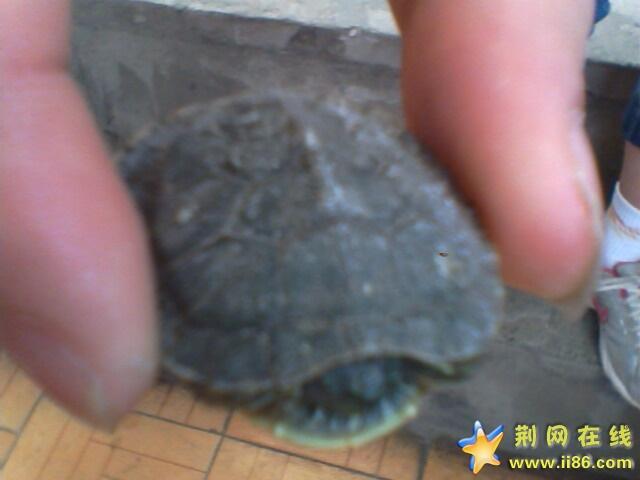 我的小乌龟