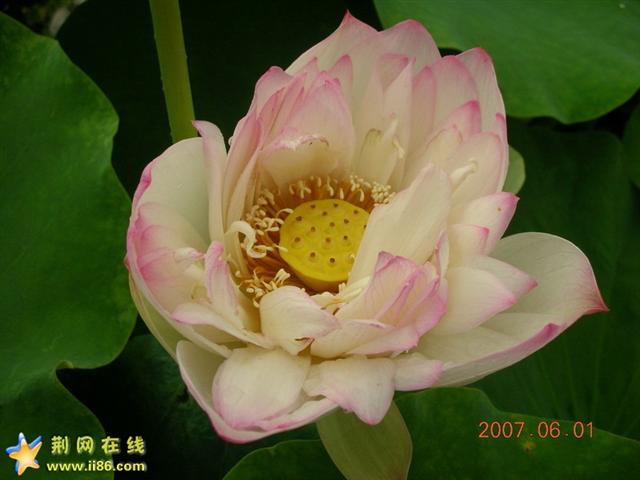 怒荷.JPG