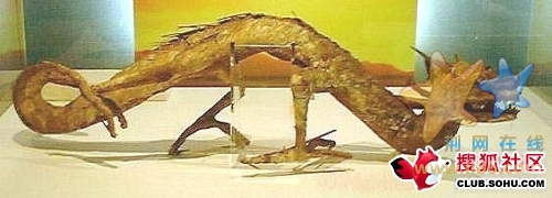 龙标本
