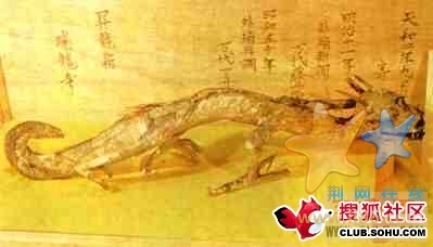 龙标本