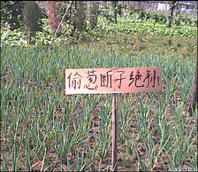 20071109085055518.jpg