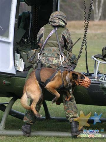 警犬这样带