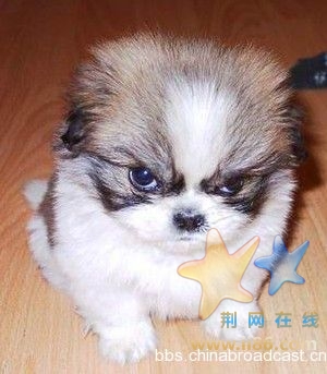 最拽的狗狗.jpg