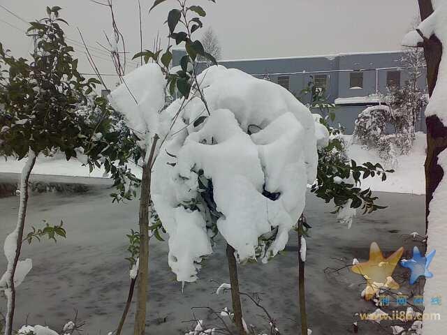 雪蘑菇