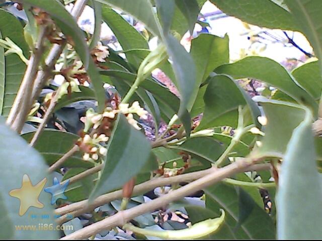 IMG0337A.jpg