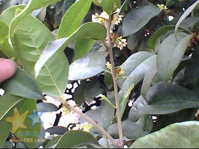 IMG0335A.jpg