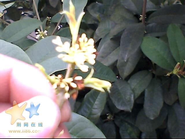 IMG0333A.jpg