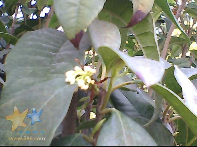 IMG0334A.jpg