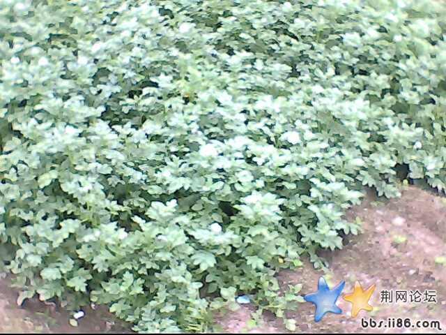 IMG0646A.jpg