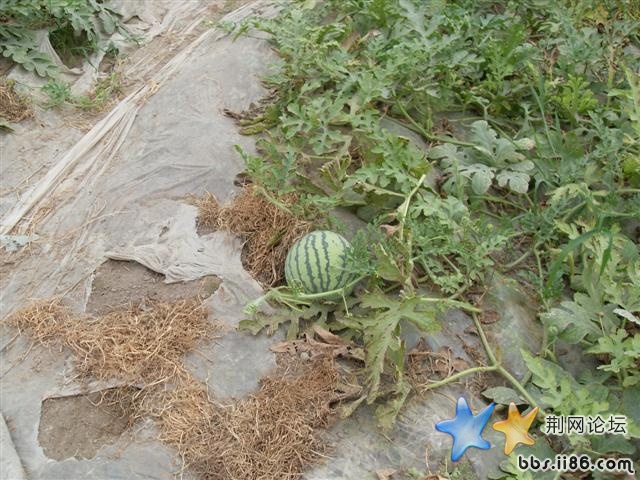 SDC11071.JPG