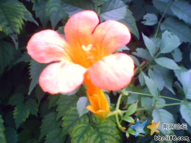 IMG0208A.jpg