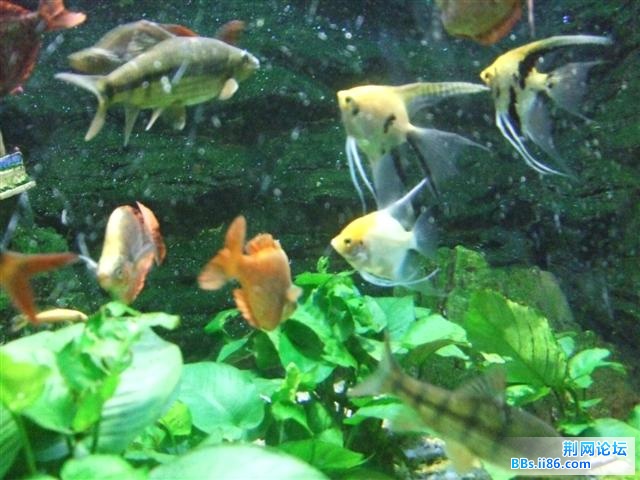 DSCF9046.JPG