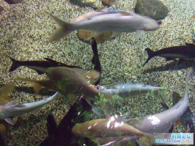 DSCF9033.JPG