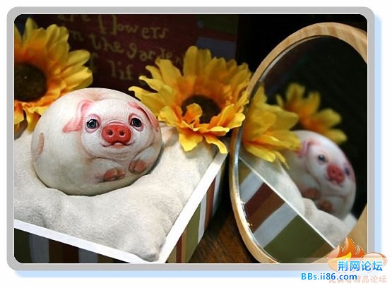 20081220_dfd439580c660199f7704fJ05g8iGcYE[1].jpg