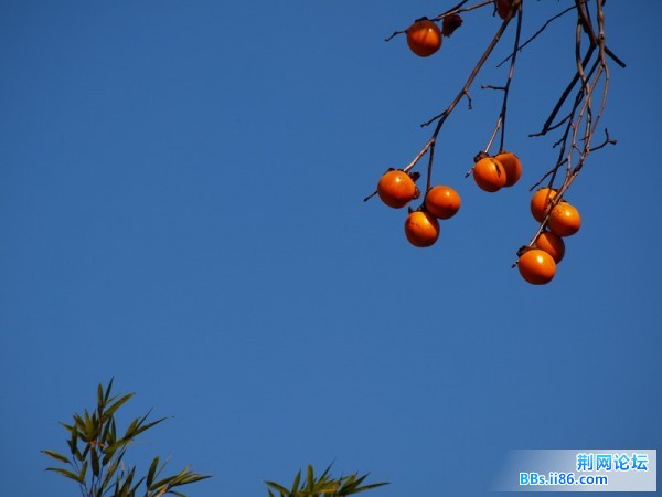 PC104301.JPG