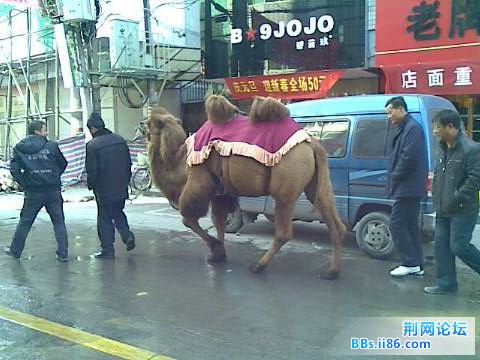 骆驼.jpg