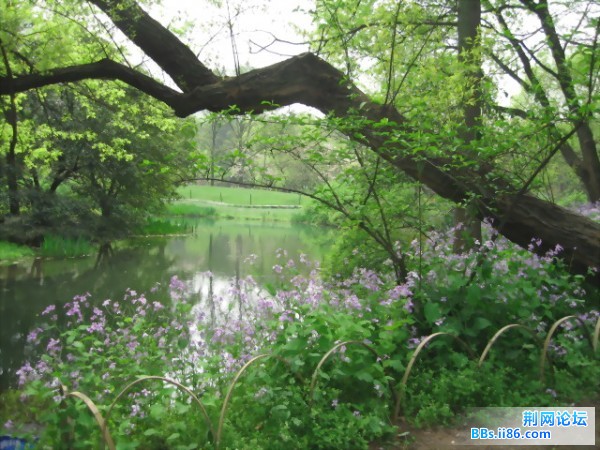 ,杭州的公园里,野趣横生的紫色的小花开了一岸,自顾自的闹着