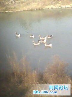IMG0202A.jpg