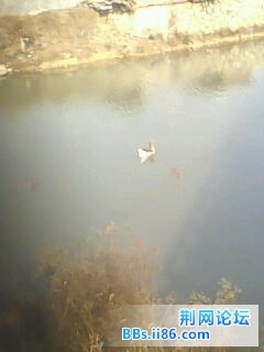 IMG0200A.jpg