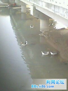 IMG0198A.jpg