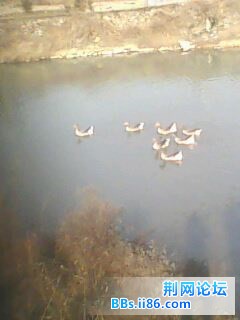 IMG0201A.jpg