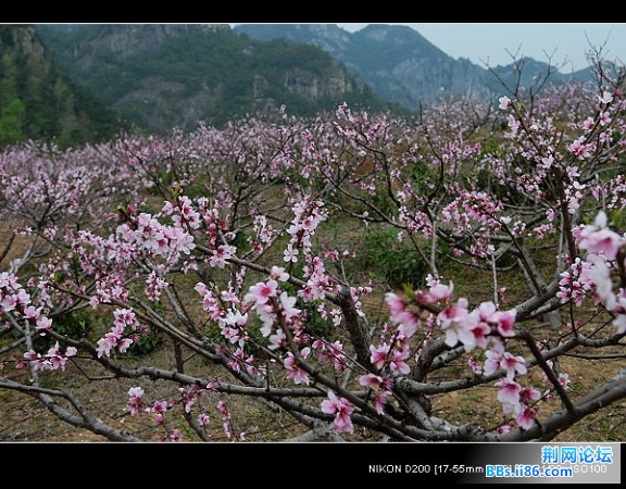 nEO_IMG_岭脚桃花080402.jpg