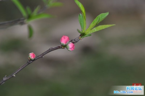 春花烂熳18.jpg