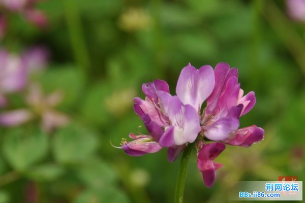 春花烂熳11.jpg