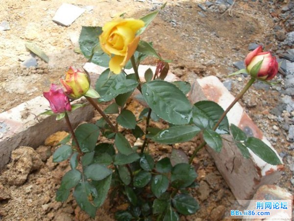 SDC13369.JPG
