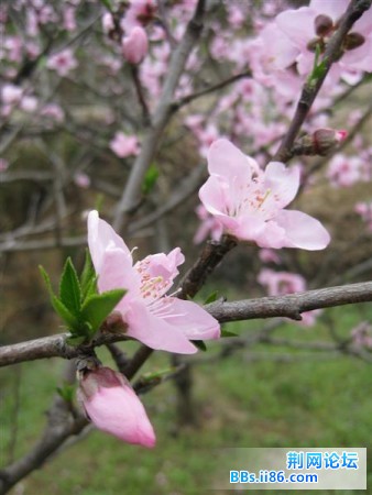 IMG_0274.jpg