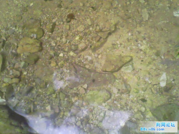IMG0233A.jpg