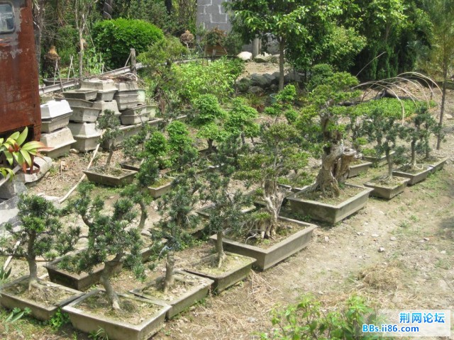 观赏盆景。