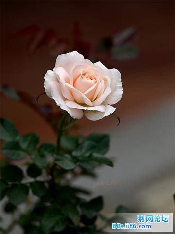 20090224_4d2eae9a5fc4d5a21b0eP55yT8lpJTVK.jpg