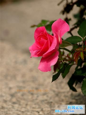 20090224_a2bbf674b486c33990f9Ll9mqlKWyk29.jpg