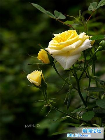 20090224_60ef684db9886775bf59CoYibkZThzSt.jpg