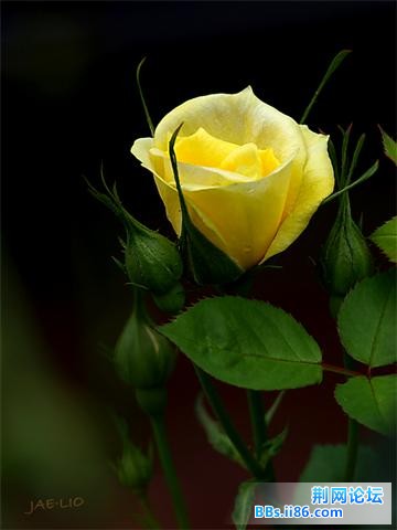20090224_4734b267f2b2f9bdc49bi9Gy2IrjkeIP.jpg