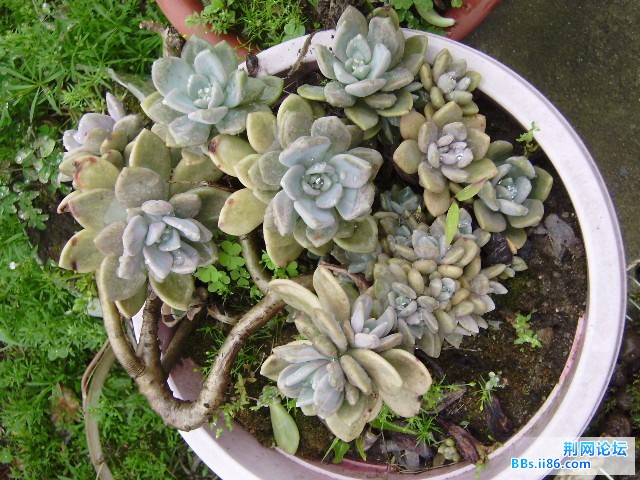 好菜花
