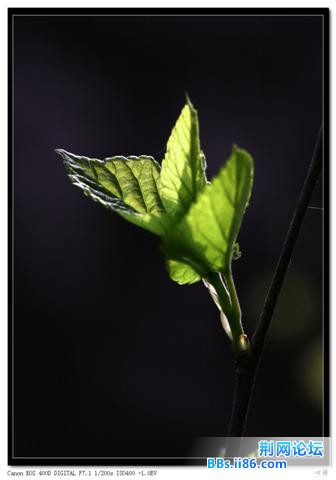 20090425_490948b9f0648c22be91z74N6TJgga47.jpg