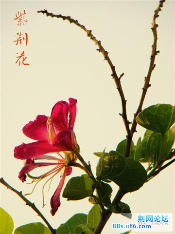 紫荆花.jpg