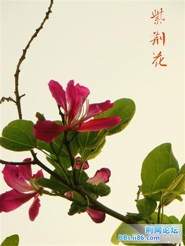 紫荆花3.jpg