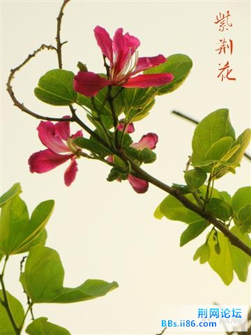 紫荆花2.jpg