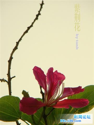 紫荆花1.jpg