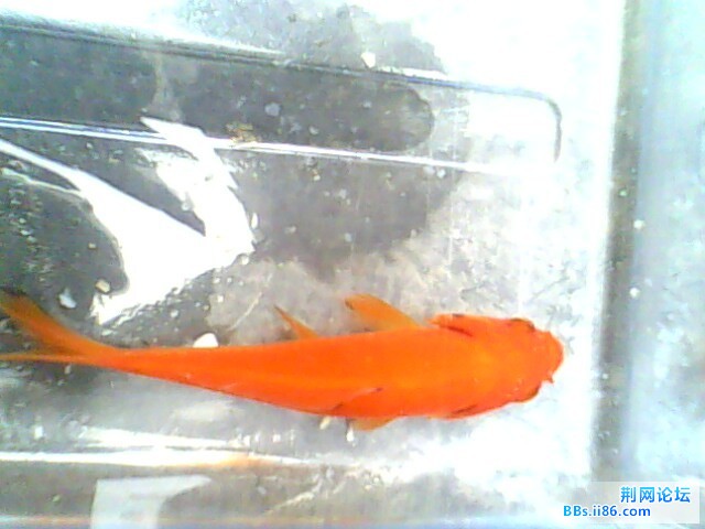 IMG0474A.jpg