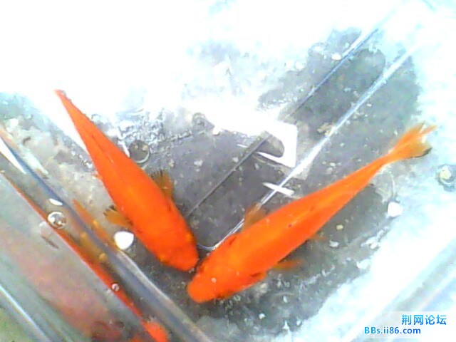 IMG0475A.jpg